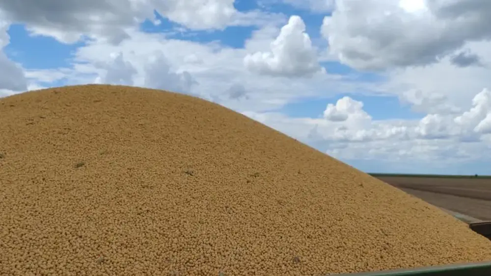 Colheita de milho em MS atinge 75% e passa de 1,6 milhão de hectares