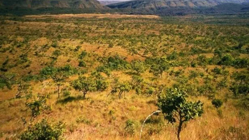 Cerrado de MS tem menor desmate em maio desde 2022