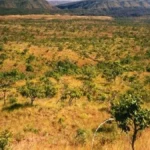 Cerrado de MS tem menor desmate em maio desde 2022