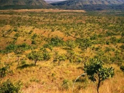 Cerrado de MS tem menor desmate em maio desde 2022