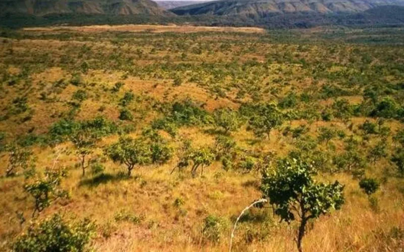 Cerrado de MS tem menor desmate em maio desde 2022