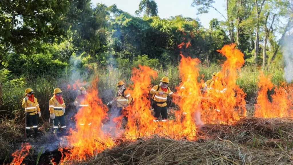 Brigadas do Pantanal usam fogo controlado para evitar incêndios