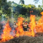 Brigadas do Pantanal usam fogo controlado para evitar incêndios