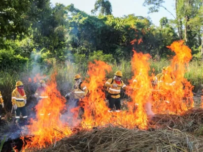 Brigadas do Pantanal usam fogo controlado para evitar incêndios