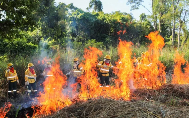 Brigadas do Pantanal usam fogo controlado para evitar incêndios
