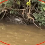 Pescador flagra sucuri gigante de 6 metros em digestão no Rio Dourado