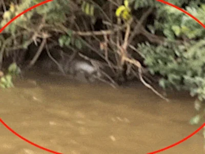 Pescador flagra sucuri gigante de 6 metros em digestão no Rio Dourado