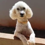 Poodle com epilepsia desaparece no Tijuca; família faz apelo
