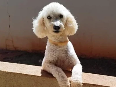 Poodle com epilepsia desaparece no Tijuca; família faz apelo
