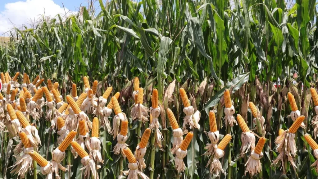 Centro de MS tem 23,8% das lavouras de milho em condição ruim