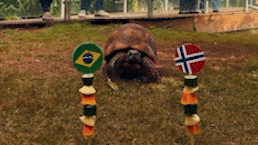 Jabuti do Bioparque 'acerta' vitória da Noruega sobre o Brasil