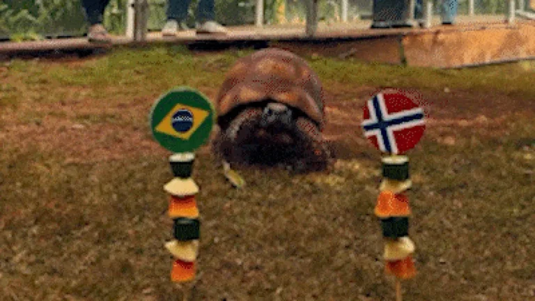 Jabuti do Bioparque 'acerta' vitória da Noruega sobre o Brasil