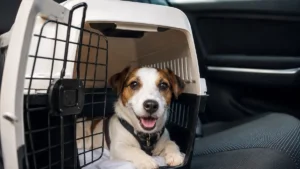 Férias com pet: cuidados para evitar estresse em viagens