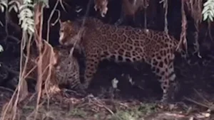 Onças-pintadas trocam carícias em momento raro no Pantanal