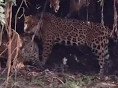Onças-pintadas trocam carícias em momento raro no Pantanal