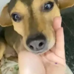 Cão atropelado e abandonado Sorriso busca um lar em Campo Grande