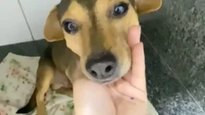 Cão atropelado e abandonado Sorriso busca um lar em Campo Grande