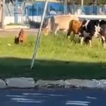 Animais soltos são flagrados em rotatória no Terminal Guaicurus