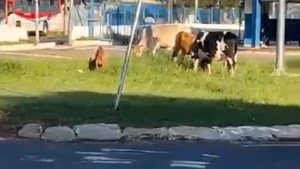 Animais soltos são flagrados em rotatória no Terminal Guaicurus