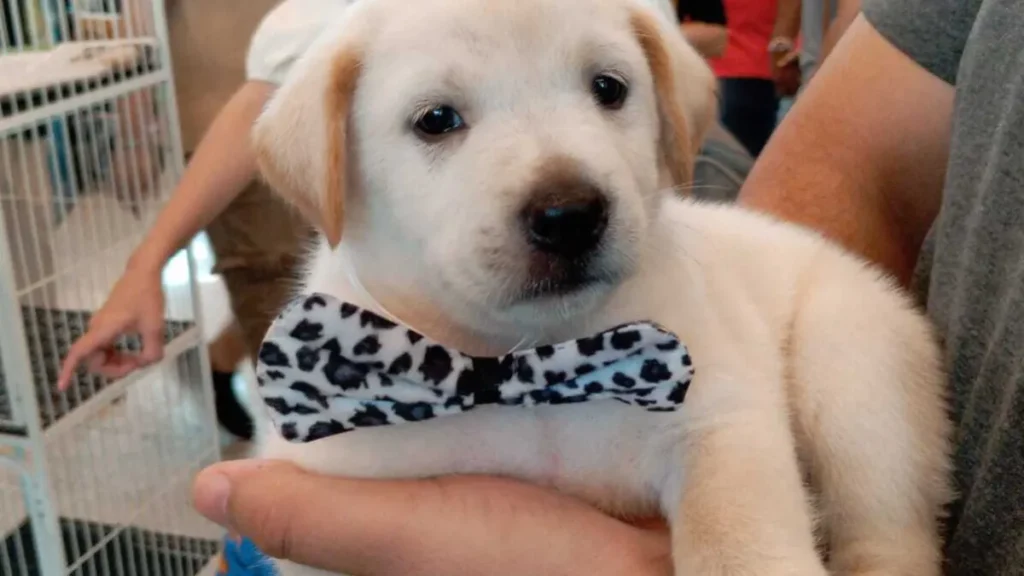 Pet shop é condenado a pagar R$ 5 mil por vender Labrador 'fake