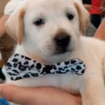 Pet shop é condenado a pagar R$ 5 mil por vender Labrador 'fake