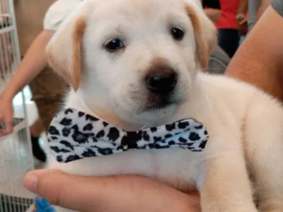 Pet shop é condenado a pagar R$ 5 mil por vender Labrador 'fake