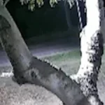 Corumbá atualiza protocolo para conviver com onças após ataque a cão