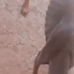 Cachorro é achado com sinais de maus-tratos na Mata do Jacinto