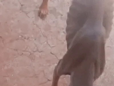 Cachorro é achado com sinais de maus-tratos na Mata do Jacinto