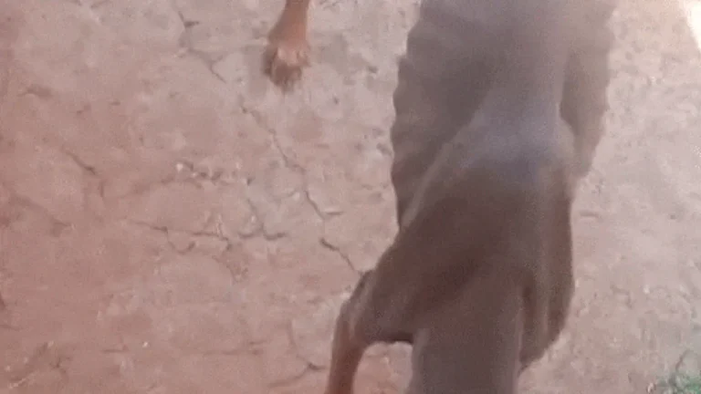 Cachorro é achado com sinais de maus-tratos na Mata do Jacinto