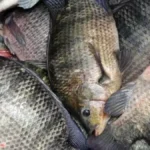 Brasil investiga resposta a tarifas dos EUA